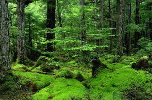 Alaska. Southeast scenic. Tongass National Forest, W.Brothers Island. Temperate Rainforest interior with moss.