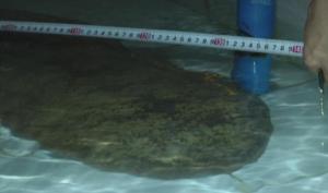 Salamander raksasa 2