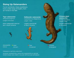 Salamander raksasa 3