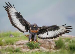 PIC BY CLINT RALPH / CATERS NEWS - (PICTURED: The hawk in flight. ) - They say youre not yourself when youre hungry and judging by this picture it looks like the same can be said for birds too. This is the funny moment a rather hench-looking hawk appeared to march like a human in search of food. The bizarre picture shows the bird, a jackal hawk, standing upright and determinedly marching towards a carcass. The clearly h-angry bird stomped over to a flock of birds feeding on the carcass and chased them away before tucking in. SEE CATERS COPY.