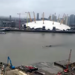 Makhluk Raksasa Misterius 2