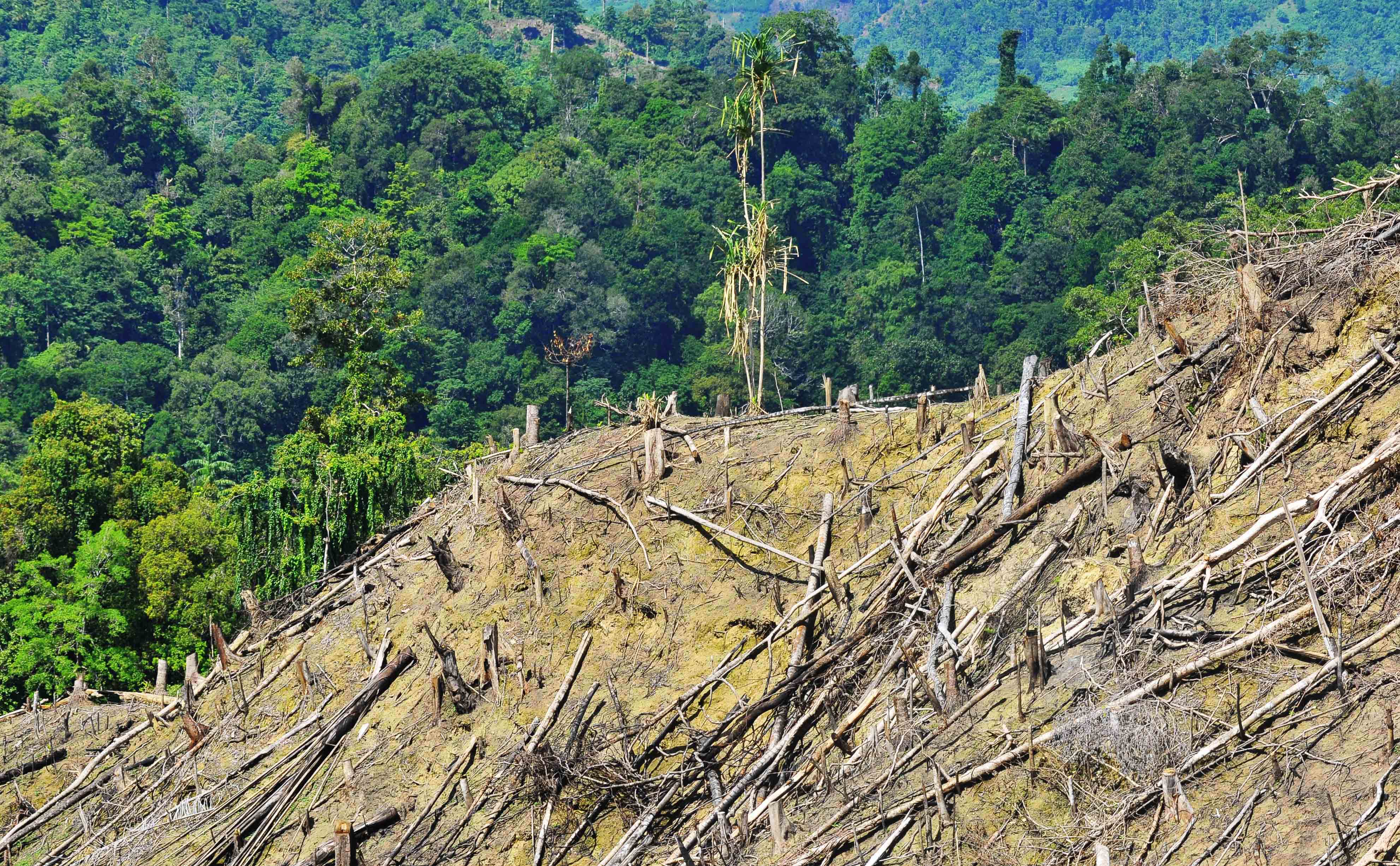 Kerusakan Hutan Di Sulteng AktualCom Terhangat Terpercaya