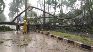 pohon tumbang di ui_01